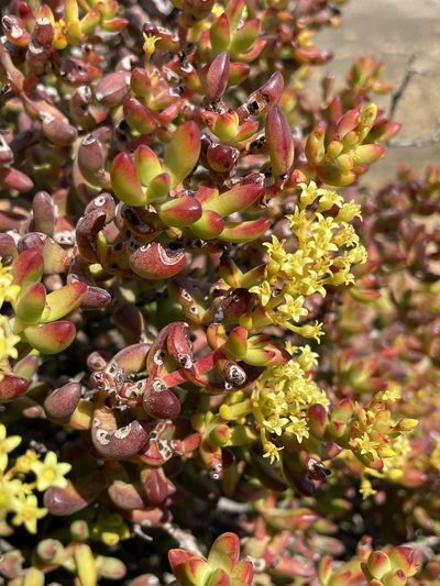 Crassula brevifolia, photographed by Matt Berger