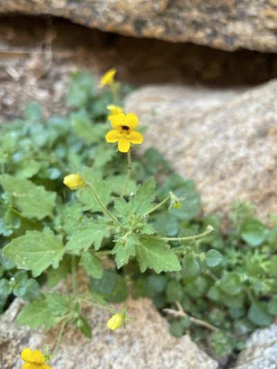 Jamesbrittenia pedunculosa, photographed by Matt Berger