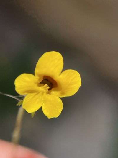 Jamesbrittenia pedunculosa, photographed by Matt Berger