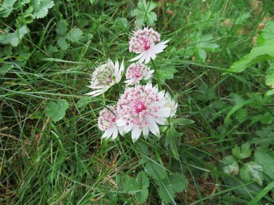 Astrantia major, photographed by Marco Mussita
