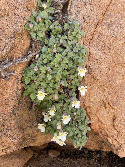 Colpias mollis, photographed by Matt Berger