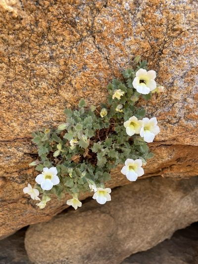 Colpias mollis, photographed by Matt Berger