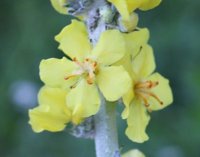Verbascum gnaphalodes, photographed by Юрий Данилевский (Yuriy Danilevsky)