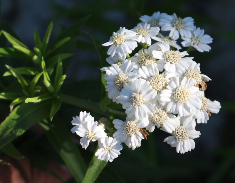 Achillea biserrata, photographed by Юрий Данилевский (Yuriy Danilevsky)