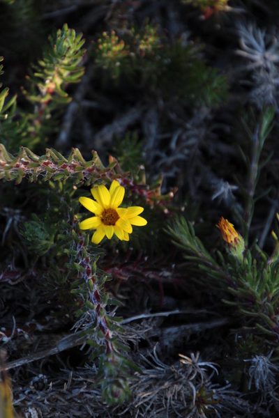 Osteospermum subulatum, photographed by Tony Rebelo