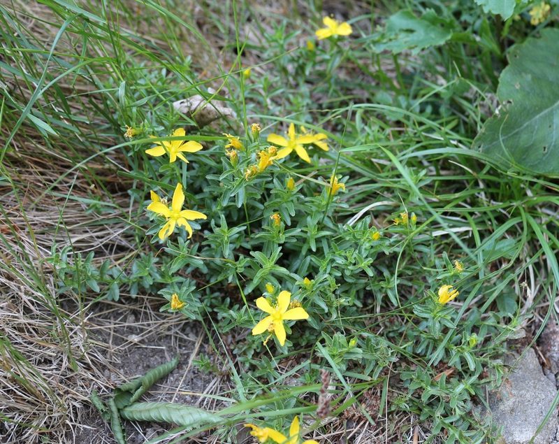 Hypericum orientale, photographed by Юрий Данилевский (Yuriy Danilevsky)
