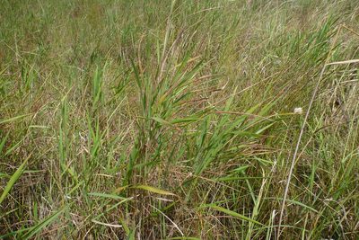 Ischaemum australe, photographed by coenobita