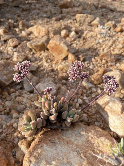 Crassula sericea, photographed by Matt Berger