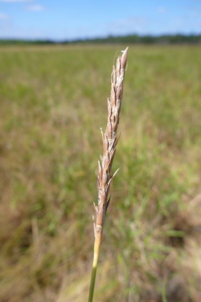 Ischaemum australe, photographed by coenobita