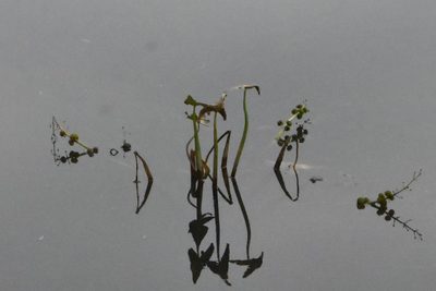 Sagittaria sagittifolia, photographed by Марина Садыкова
