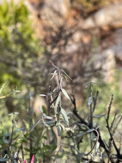 Microloma calycinum, photographed by Matt Berger