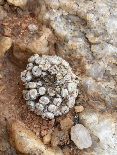 Conophytum ectypum, photographed by Matt Berger