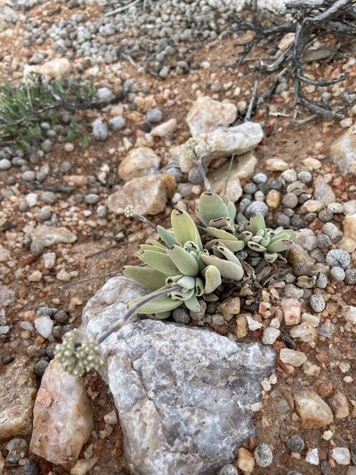 Crassula namaquensis, photographed by Matt Berger