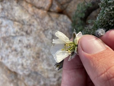 Sarcocaulon herrei, photographed by Matt Berger