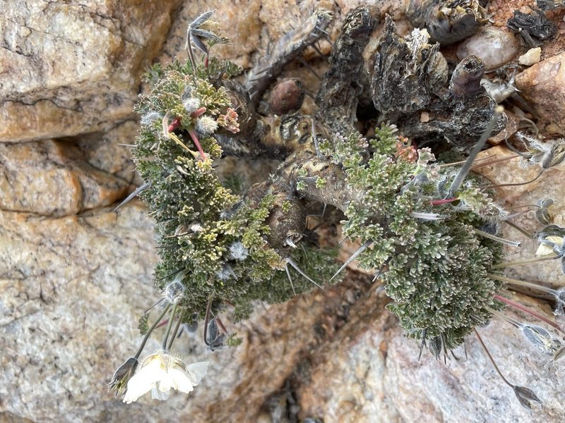 Sarcocaulon herrei, photographed by Matt Berger