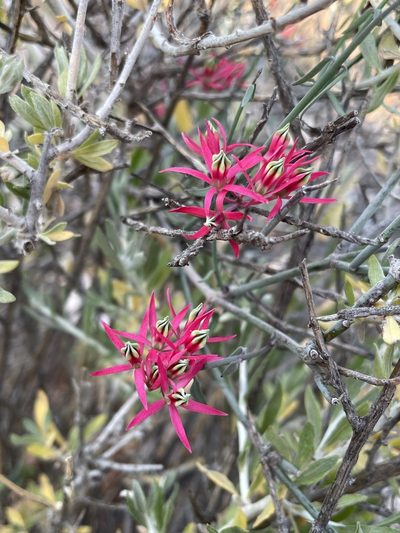 Microloma calycinum, photographed by Matt Berger