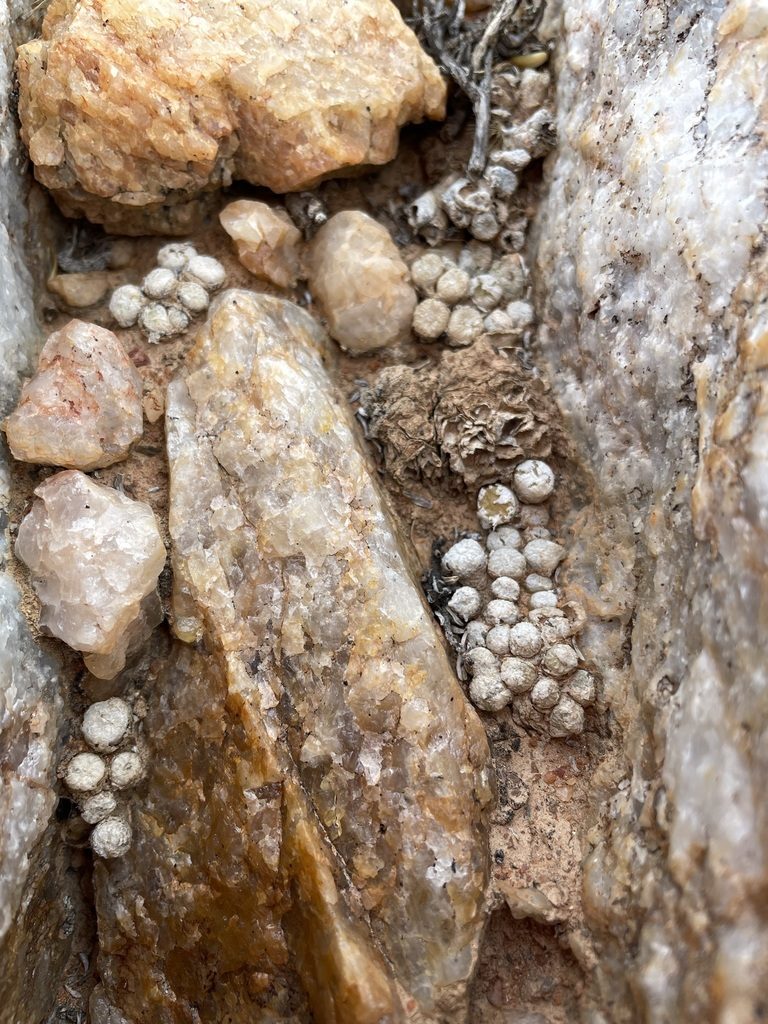 Conophytum ectypum, photographed by Matt Berger