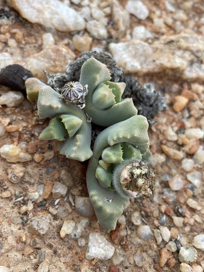 Cheiridopsis nana, photographed by Matt Berger