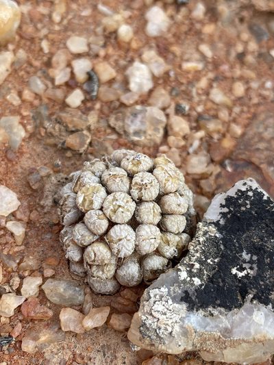 Conophytum ectypum, photographed by Matt Berger