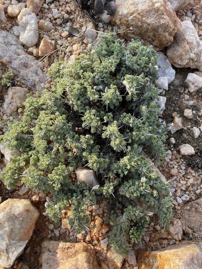 Sarcocaulon herrei, photographed by Matt Berger