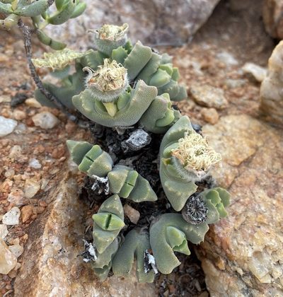Cheiridopsis nana, photographed by Matt Berger
