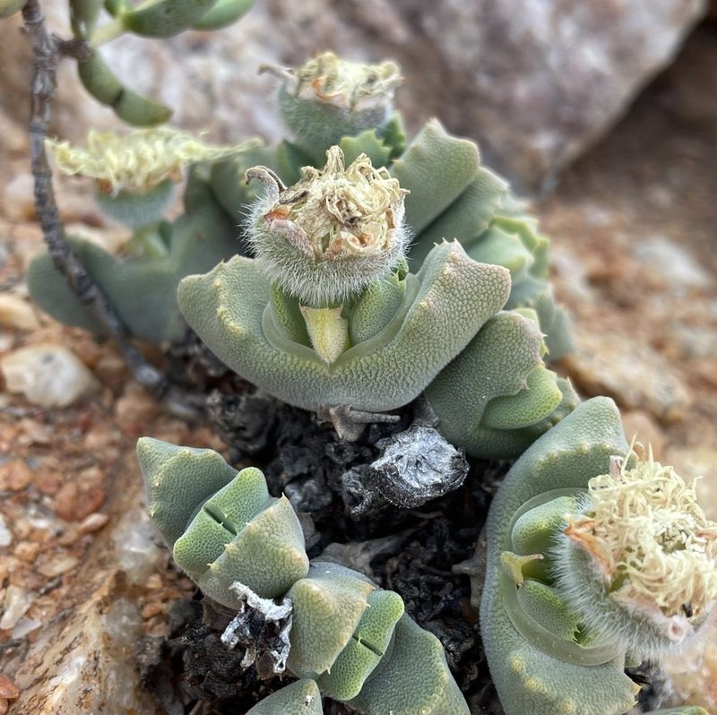 Cheiridopsis nana, photographed by Matt Berger
