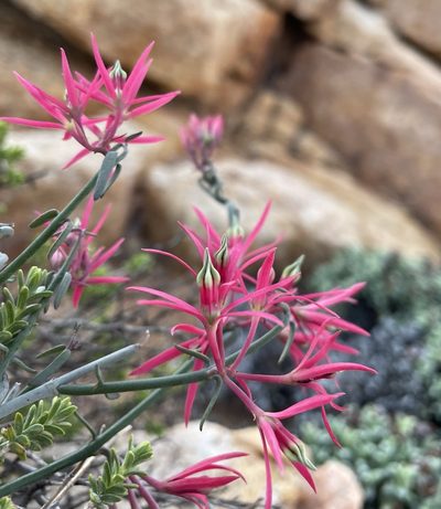 Microloma calycinum, photographed by Matt Berger