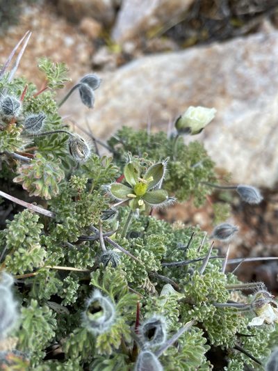 Sarcocaulon herrei, photographed by Matt Berger