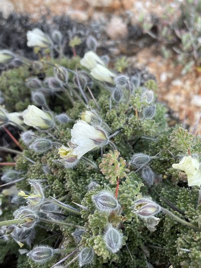 Sarcocaulon herrei, photographed by Matt Berger