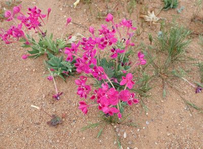 Lapeirousia silenoides, photographed by Peter Warren