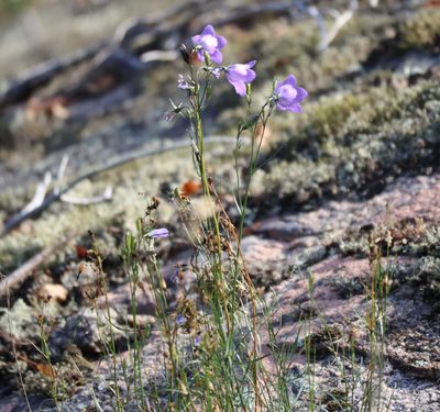 Campanula petiolata, photographed by Mary Krieger