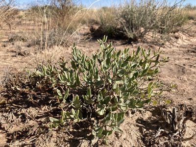 Acleisanthes lanceolata, photographed by Cecelia Alexander