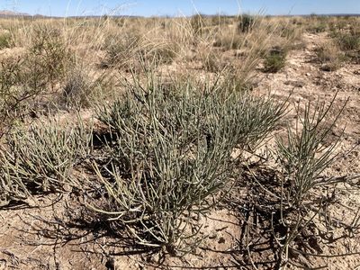 Ephedra torreyana, photographed by Cecelia Alexander