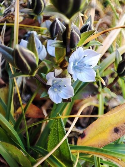 Lomatogonium carinthiacum, photographed by xulescu_g