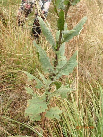 Senecio gerrardii, photographed by Peter Warren