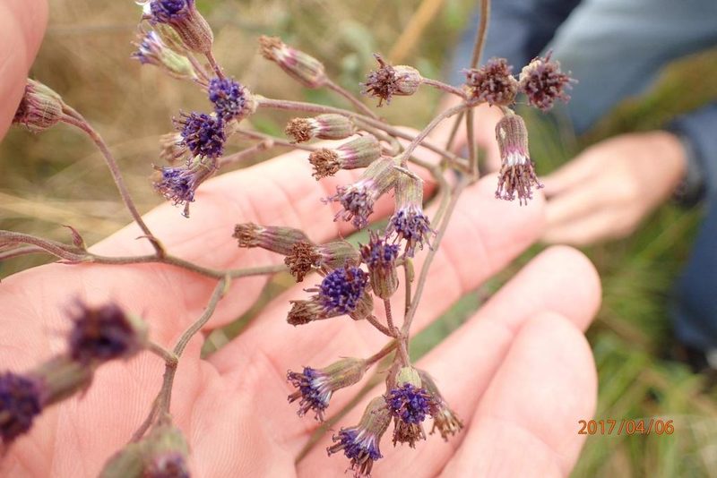 Senecio gerrardii, photographed by Peter Warren