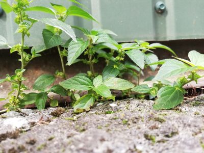 Acalypha australis, photographed by Татьяна Максимова