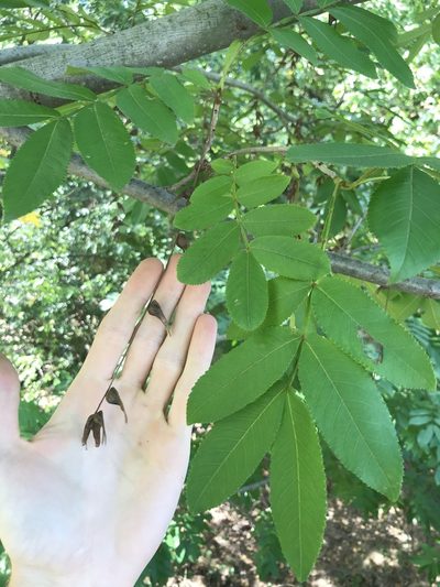 Pterocarya stenoptera, photographed by Andrew Conboy