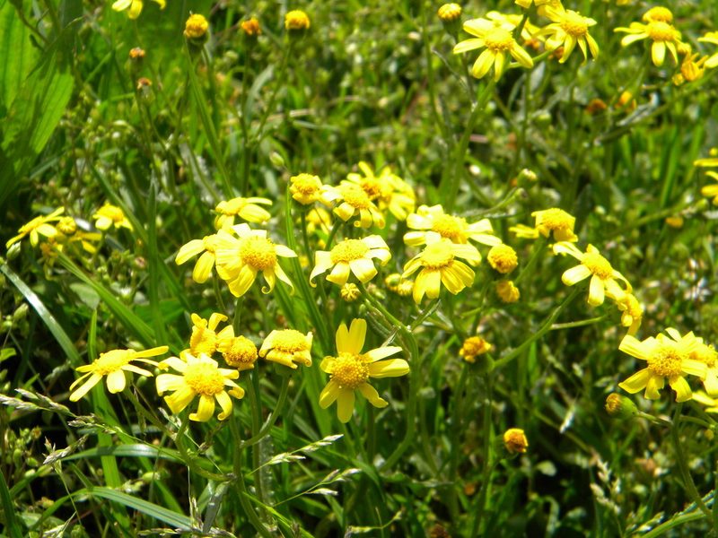 Senecio littoreus, photographed by Tim Kirsten