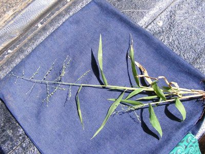 Urochloa deflexa, photographed by Andrew Deacon