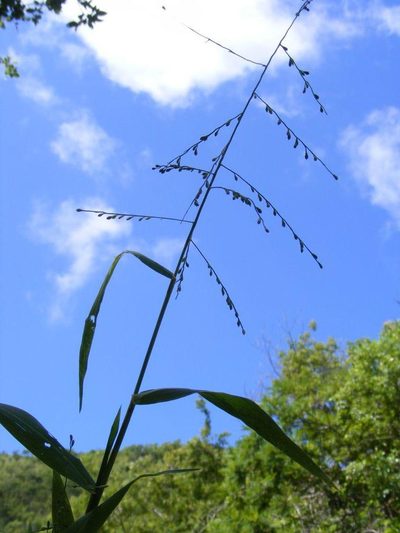 Urochloa deflexa, photographed by Andrew Deacon