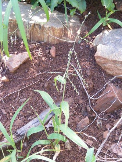 Urochloa deflexa, photographed by Andrew Deacon