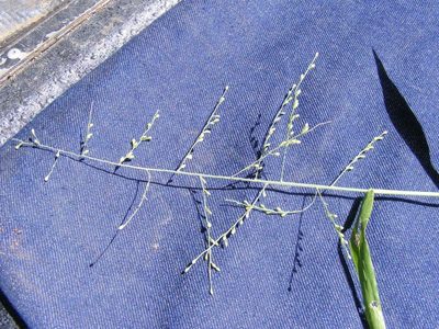Urochloa deflexa, photographed by Andrew Deacon
