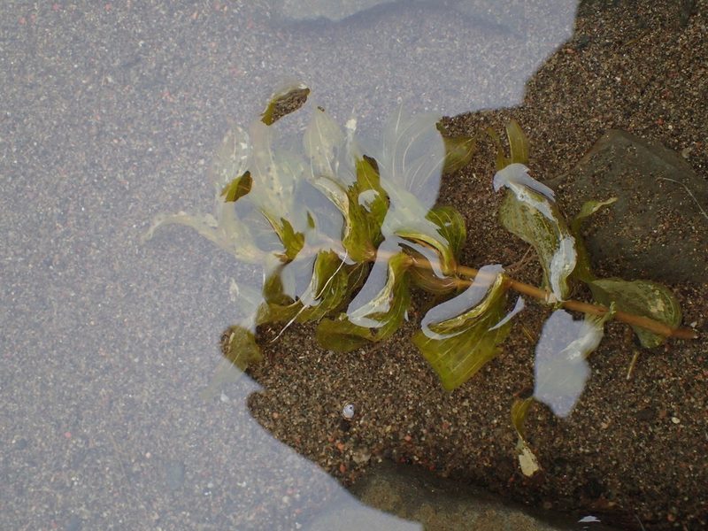 Potamogeton richardsonii, photographed by Allan Harris