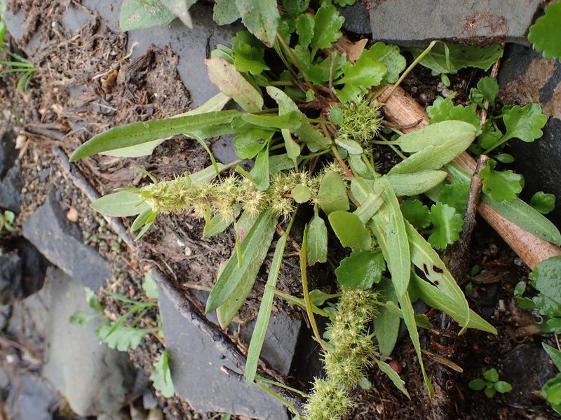 Rumex maritimus, photographed by Allan Harris
