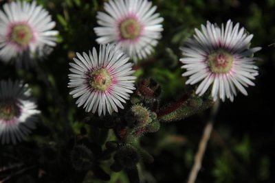 Drosanthemum hispifolium, photographed by Tony Rebelo