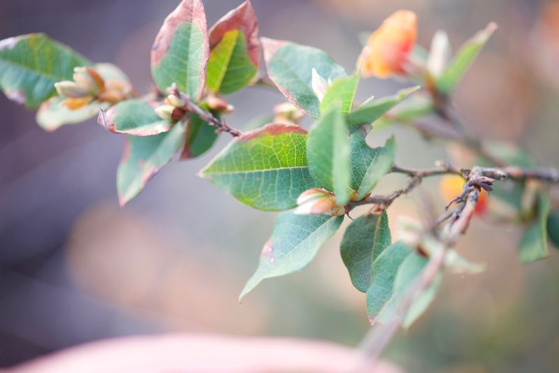 Bossiaea ornata, photographed by Ruth Clark