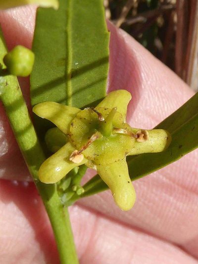 Salacia rehmannii, photographed by Andrew Hankey