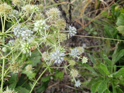 Eryngium aromaticum, photographed by Arturo Santos