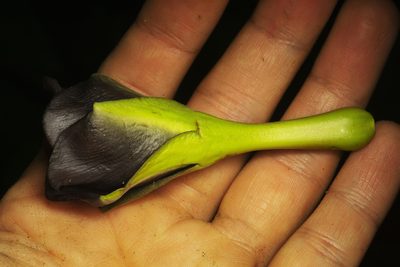 Mandevilla veraguasensis, photographed by Daniel Mesa